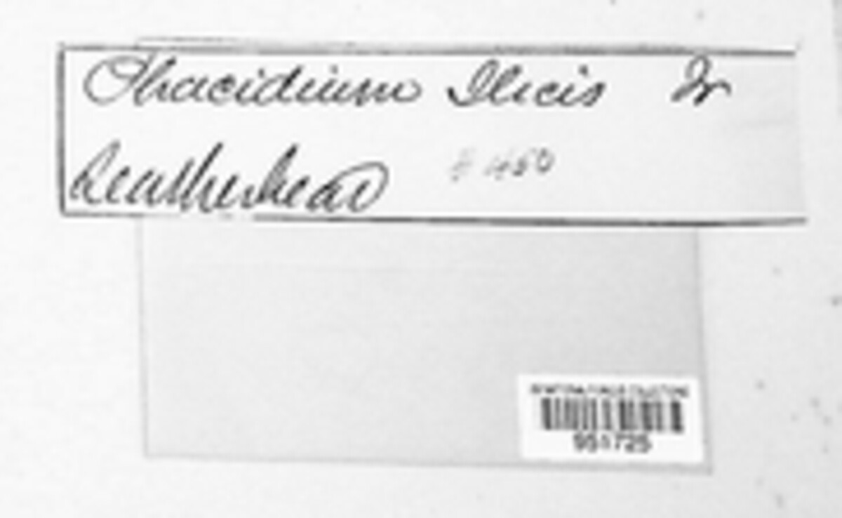 Phacidium lauri image